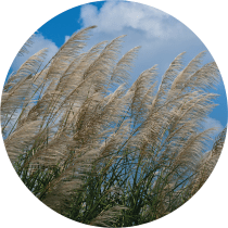 Enlarge the image link